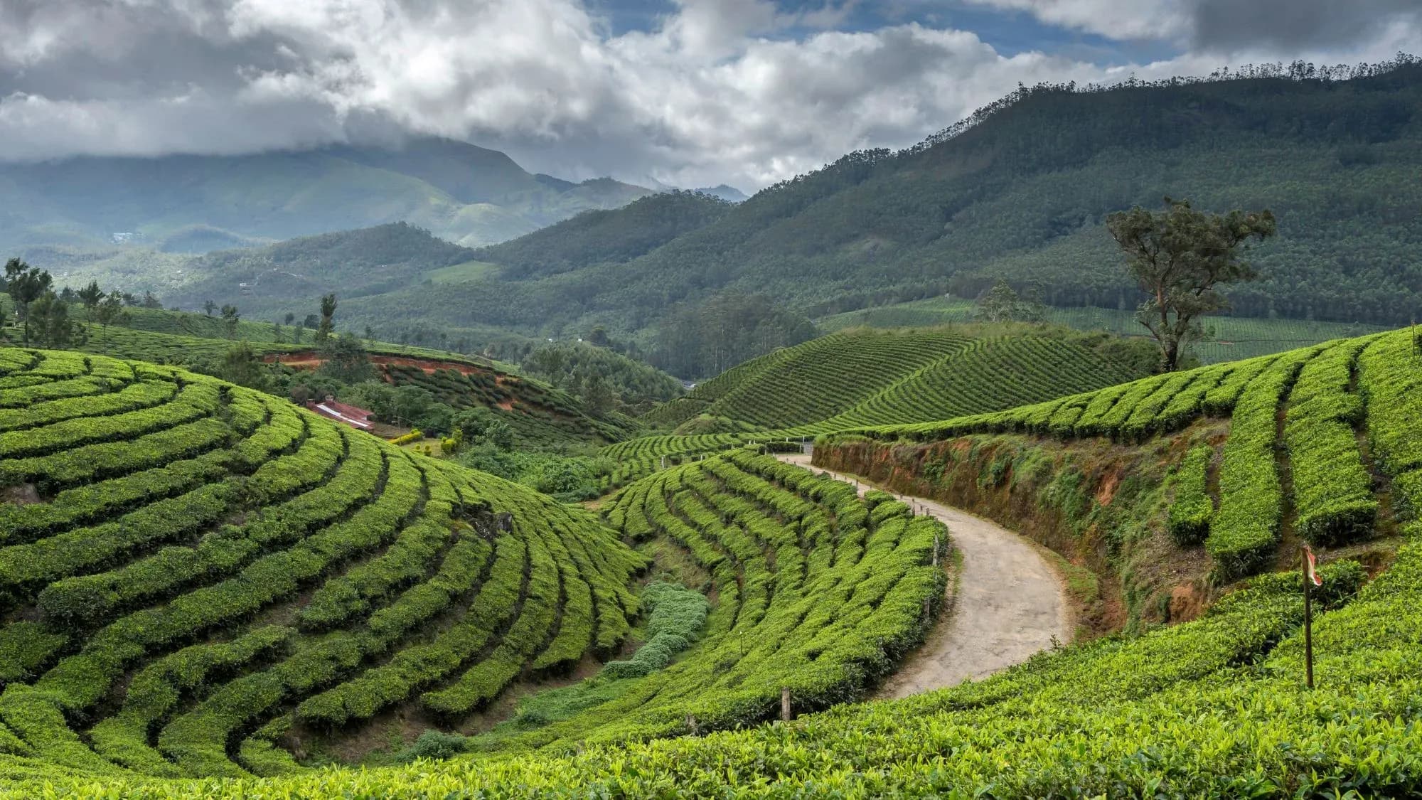 Rolling green tea plantations and a winding path in the hills of Munnar, Kerala