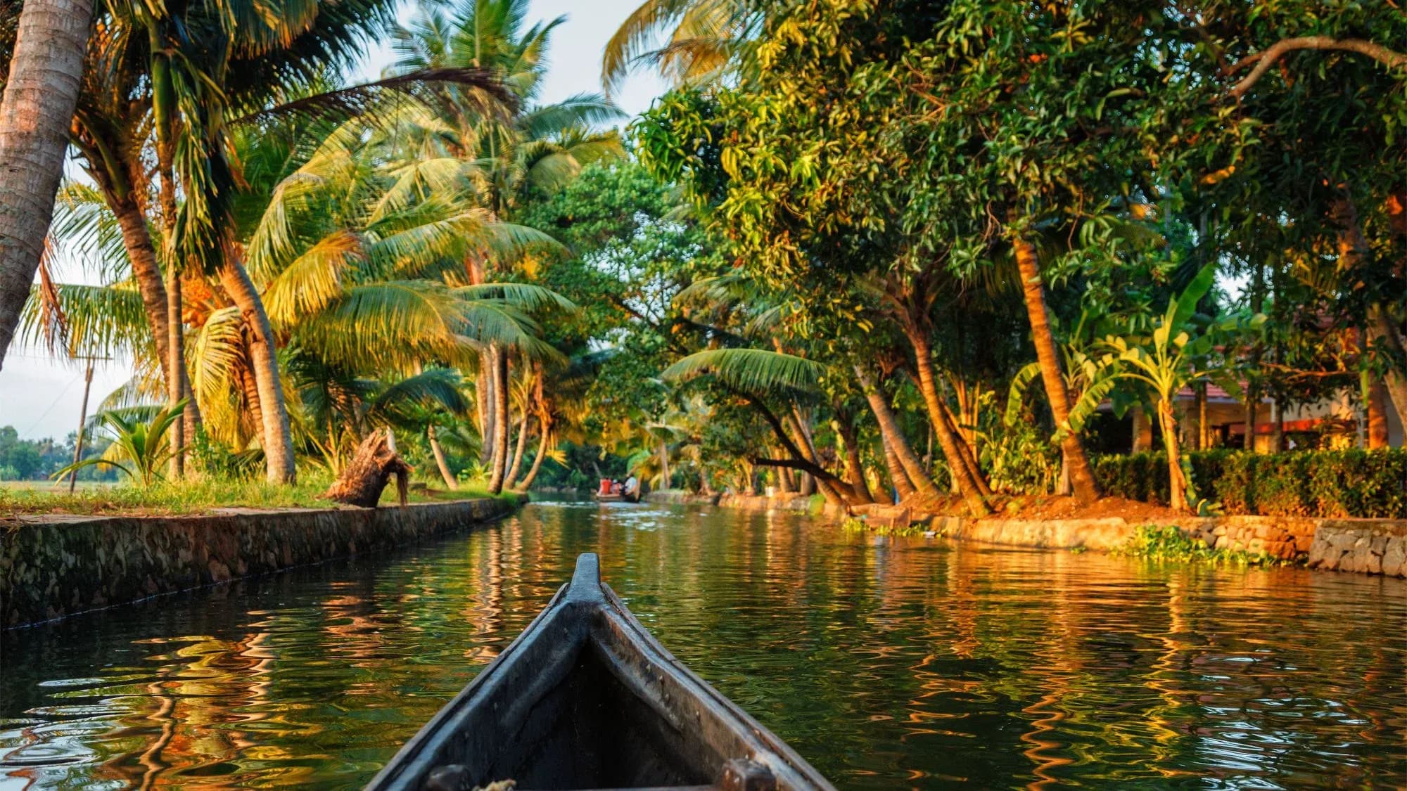 View from a canoe along a narrow backwater canal in Kerala, lined with coconut palms and green trees