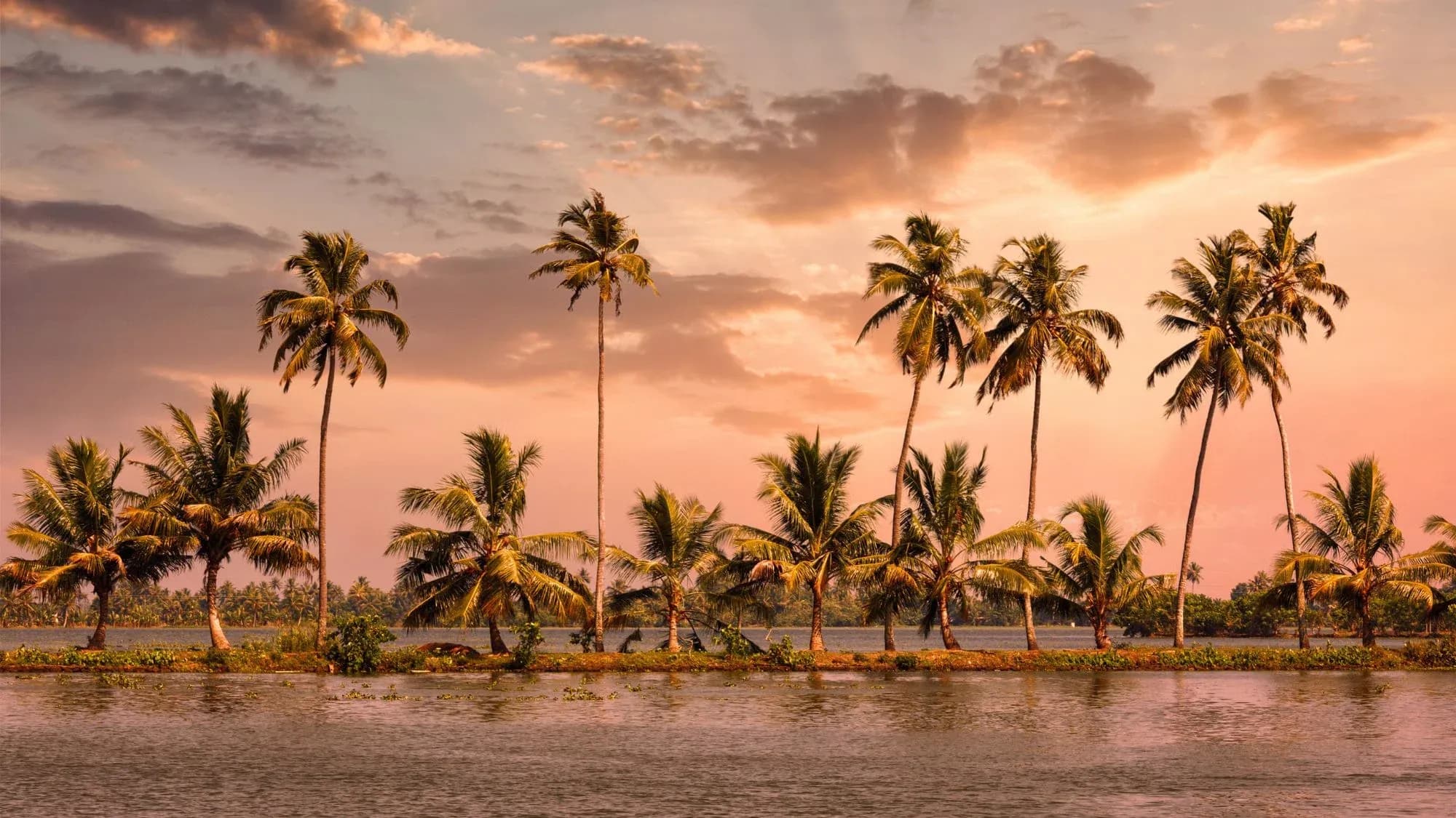 Row of coconut palms along the Kerala backwaters at sunset, with a pink and orange sky reflected in the water