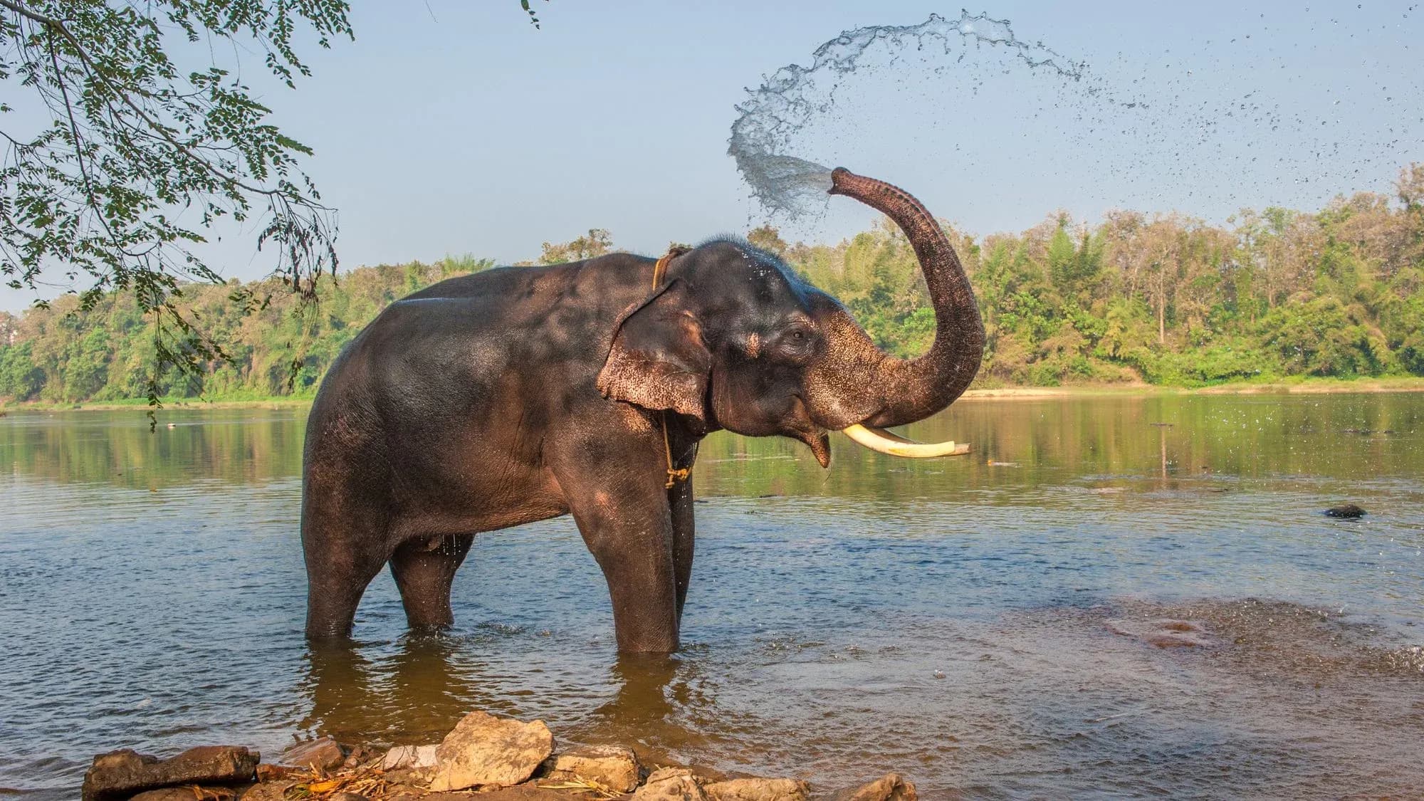 Elephant standing in a river in Kerala, spraying water with its trunk, with forest on the far bank