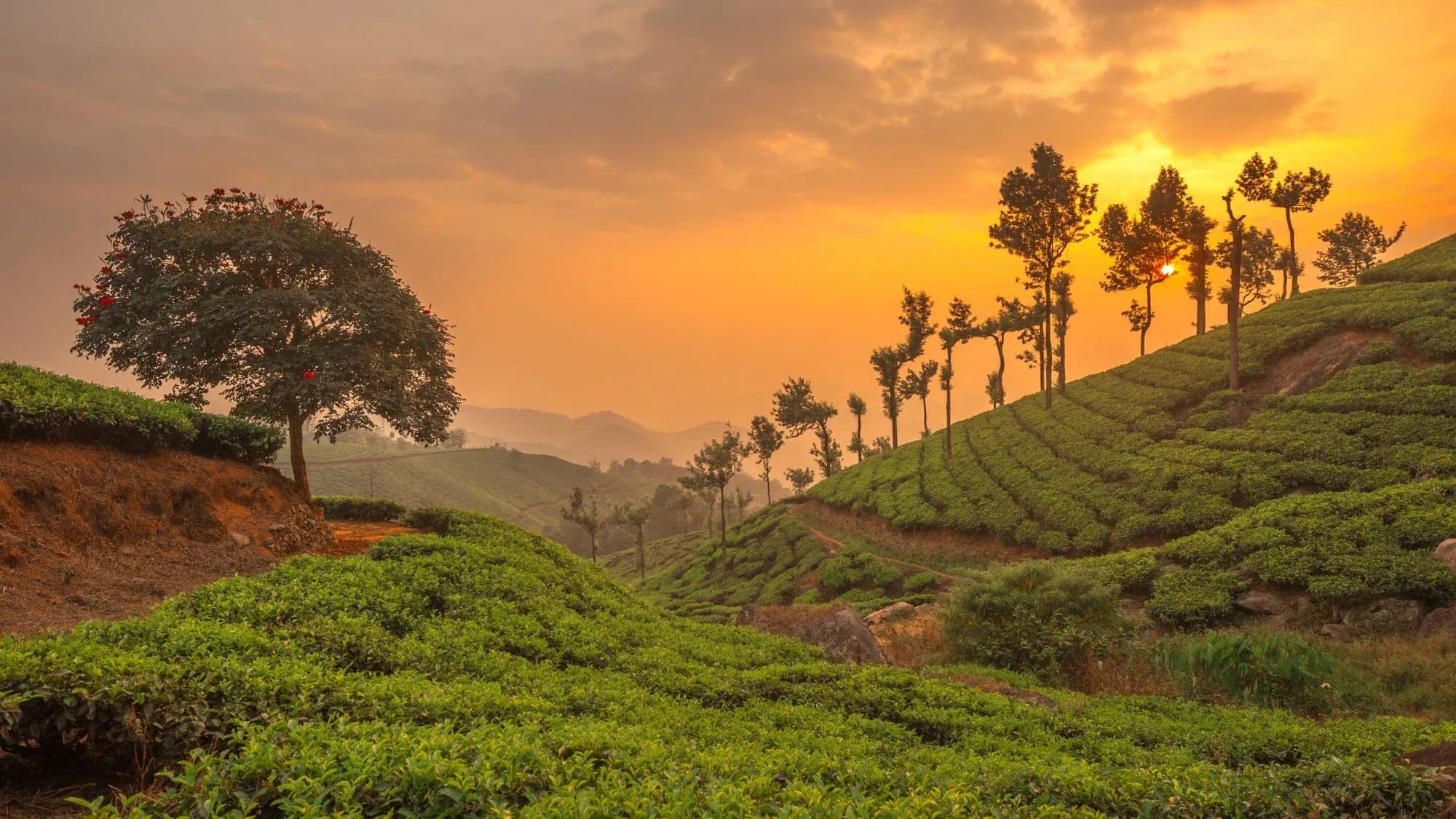 Sunset over green tea plantations on the hills of Munnar, Kerala, with trees silhouetted against the orange sky