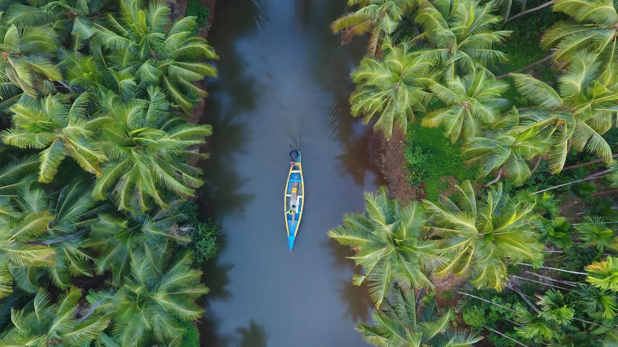 Aerial view of a blue boat on a narrow Kerala backwater canal between rows of coconut palms